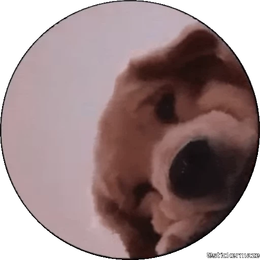 🥰 Стикер «PEDRO PEDRO pets» для Telegram