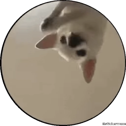 🥰 Стикер «PEDRO PEDRO pets» для Telegram