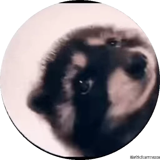 Стикерпак PEDRO PEDRO pets для Telegram