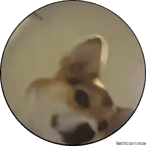 🐕‍🦺 Стикер «PEDRO PEDRO pets» для Telegram