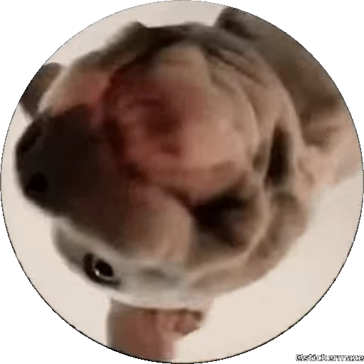 🐕‍🦺 Стикер «PEDRO PEDRO pets» для Telegram