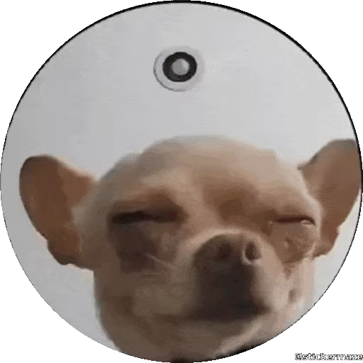 🐕 Стикер «PEDRO PEDRO pets» для Telegram