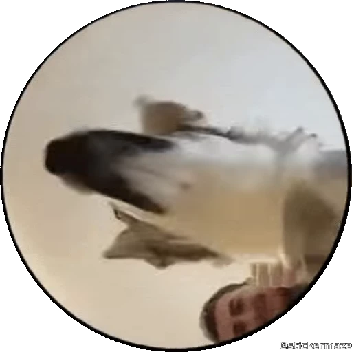 🥰 Стикер «PEDRO PEDRO pets» для Telegram