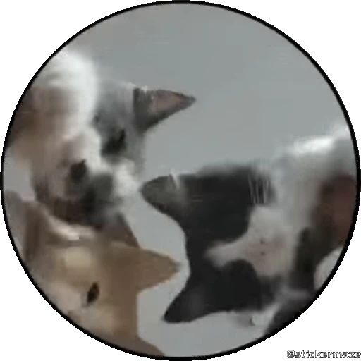 🥰 Стикер «PEDRO PEDRO pets» для Telegram