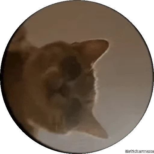 🥰 Стикер «PEDRO PEDRO pets» для Telegram