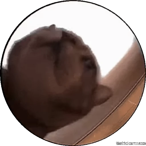 🥰 Стикер «PEDRO PEDRO pets» для Telegram