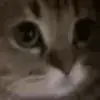 🐱 Эмодзи «Пипопиздец» для Telegram