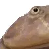 🐸 Эмодзи «Пипопиздец» для Telegram