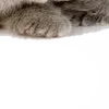 😏 Эмодзи «̗̀Ｋｉｔｔｅｎｓ» для Telegram