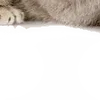 🙄 Эмодзи «̗̀Ｋｉｔｔｅｎｓ» для Telegram