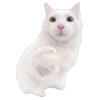 🤩 Эмодзи «̗̀Ｋｉｔｔｅｎｓ» для Telegram