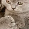 🤩 Эмодзи «̗̀Ｋｉｔｔｅｎｓ» для Telegram