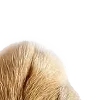 😁 Эмодзи «̗̀Ｋｉｔｔｅｎｓ» для Telegram