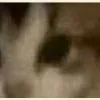🤣 Эмодзи «̗̀Ｋｉｔｔｅｎｓ» для Telegram