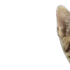 😀 Эмодзи «̗̀Ｋｉｔｔｅｎｓ» для Telegram