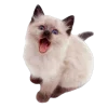 🤩 Эмодзи «̗̀Ｋｉｔｔｅｎｓ» для Telegram