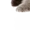 🤨 Эмодзи «̗̀Ｋｉｔｔｅｎｓ» для Telegram