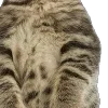 😃 Эмодзи «̗̀Ｋｉｔｔｅｎｓ» для Telegram