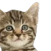 😁 Эмодзи «̗̀Ｋｉｔｔｅｎｓ» для Telegram