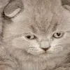 😚 Эмодзи «̗̀Ｋｉｔｔｅｎｓ» для Telegram