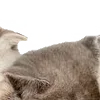 😎 Эмодзи «̗̀Ｋｉｔｔｅｎｓ» для Telegram
