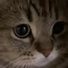 🐱 Эмодзи «peppo» для Telegram