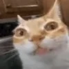 😶 Эмодзи «peppo» для Telegram