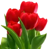 🤩 Эмодзи «Redmoji» для Telegram
