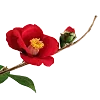 🌹 Эмодзи «» для Telegram