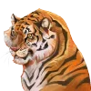 🐯 Эмодзи «😼 Набор эмоджи с восточной эстетикой» для Telegram