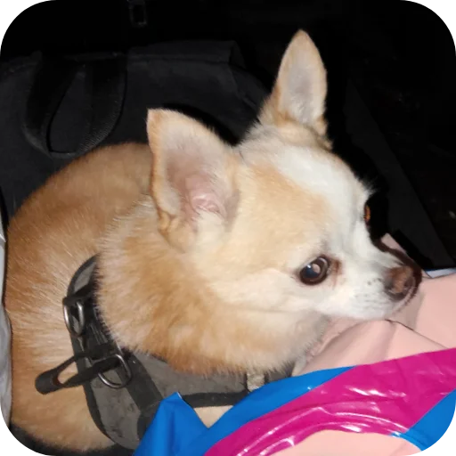 🐶 Стикер «Персик» для Telegram