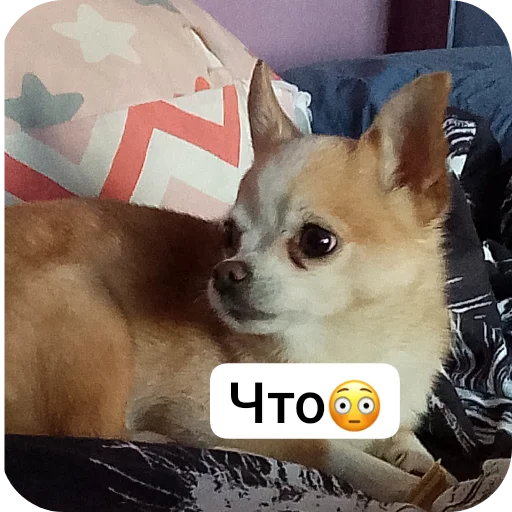 🐶 Стикер «Персик» для Telegram