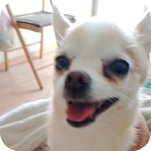🐶 Стикер «Персик» для Telegram