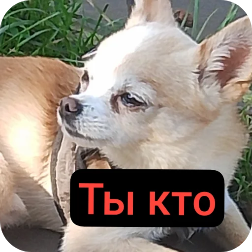 🐶 Стикер «Персик» для Telegram
