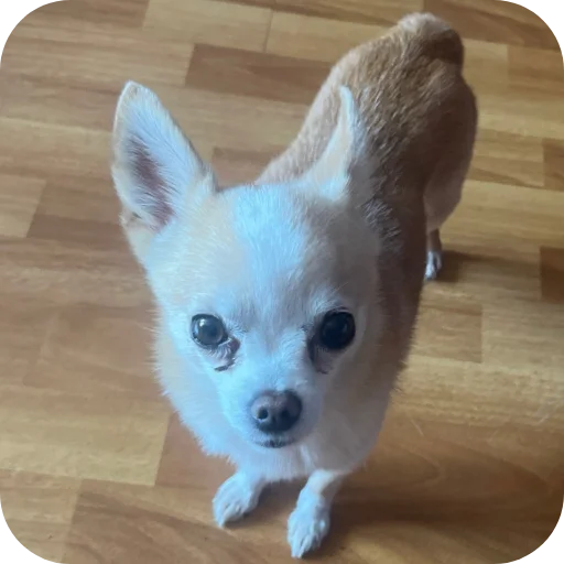 🐶 Стикер «Персик» для Telegram