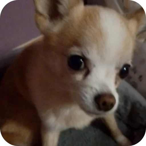 🐶 Стикер «Персик» для Telegram