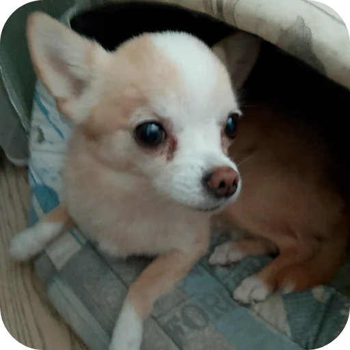 🐶 Стикер «Персик» для Telegram