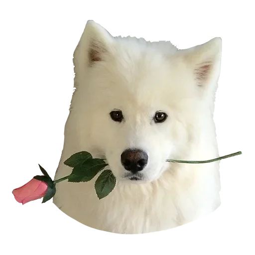 😙 Стикер «Песечки» для Telegram