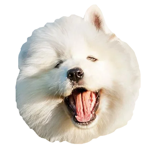 😙 Стикер «Песечки» для Telegram