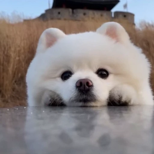 🥺 Стикер «Песики» для Telegram