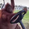 🚘 Эмодзи «Фазмафобычи» для Telegram