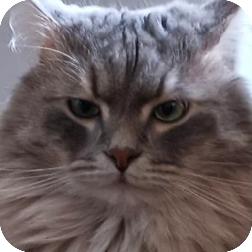 🐱 Стикер «Pibimpab» для Telegram