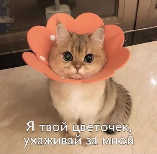 Стикерпак Пикчи для общения для Telegram — скачать
