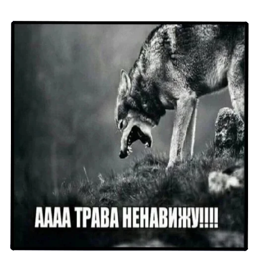 🕸 Стикер «Пички» для Telegram