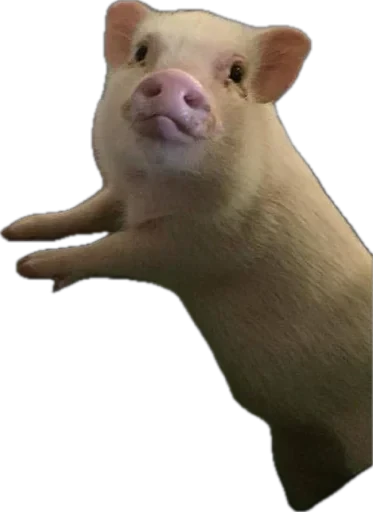 🐽 Стикер «pigspack» для Telegram