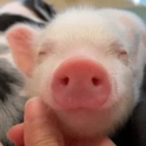 🐽 Стикер «pigspack» для Telegram