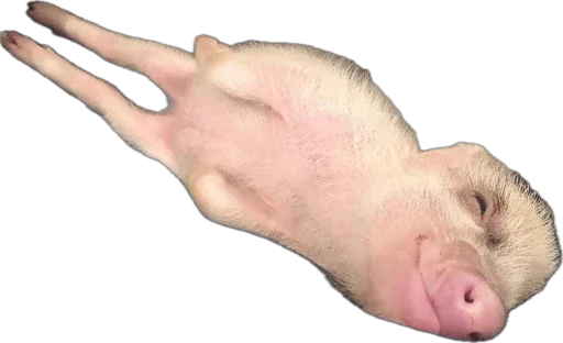 🐽 Стикер «pigspack» для Telegram