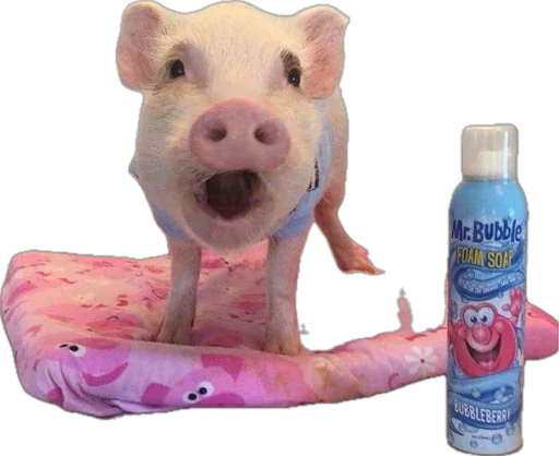 🐽 Стикер «pigspack» для Telegram