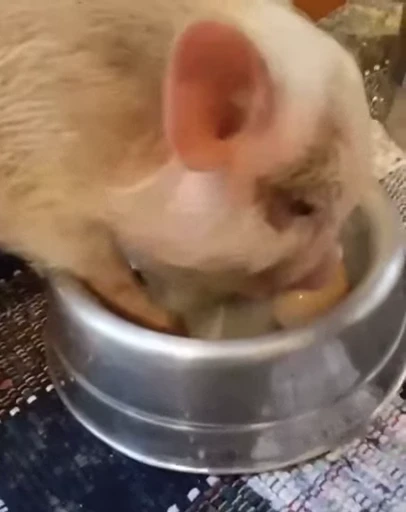🐽 Стикер «pigspack» для Telegram