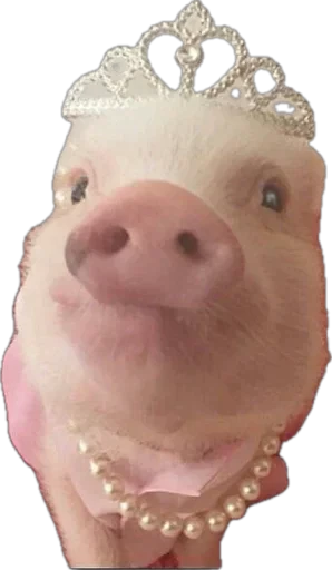 🐽 Стикер «pigspack» для Telegram